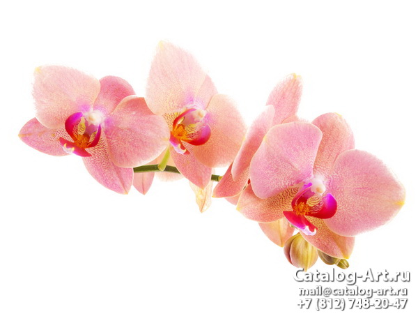 Pink orchids 12